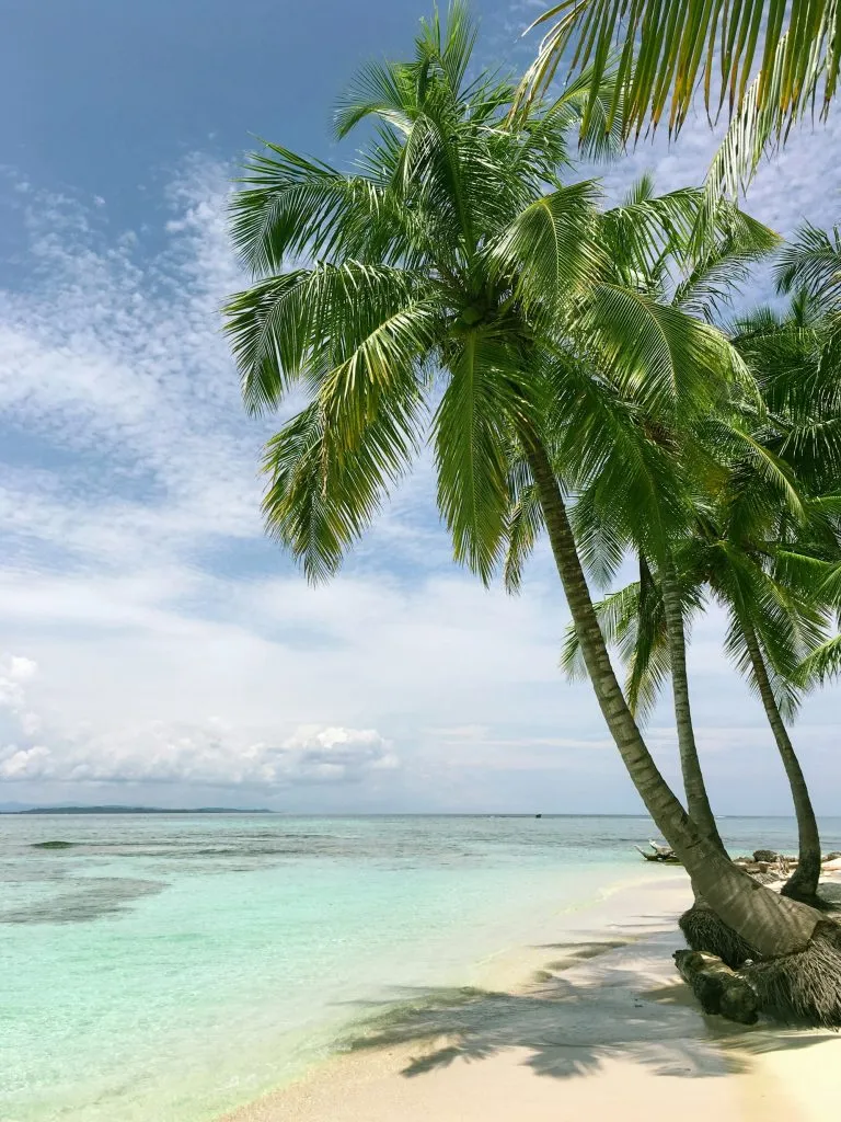 Palm trees leaning over the shore under a cloudy sky